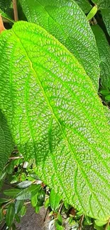 Close-up of a vibrant green leaf with textured surface.