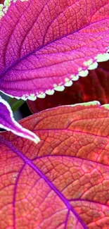 Close-up vibrant pink and purple leaf with green edges mobile wallpaper.