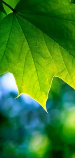 Vibrant green leaf against blurred background.