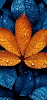 Vibrant orange leaf on deep blue leaves background.