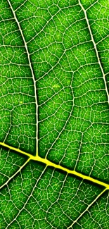 High-resolution vibrant green leaf texture wallpaper for mobile screens.