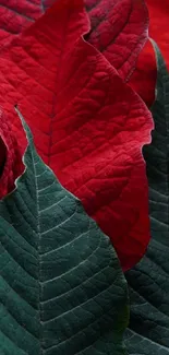 Close-up of red and green Poinsettia leaves.