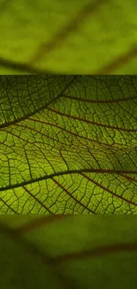 Close-up of vibrant green leaf texture with intricate vein details.