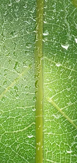 Intricate green leaf texture with water droplets.