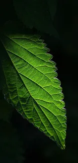 Close-up of a green leaf with detailed veins against a dark background.
