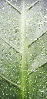 Close-up of green leaf with rain droplets.