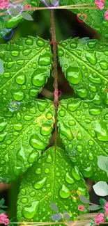 Green leaves with water droplets framed by pink floral borders.