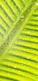 Close-up of vibrant green leaf with water droplets.