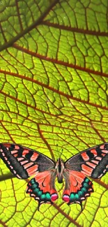 Colorful butterfly resting on a green leaf with a vibrant, detailed texture.