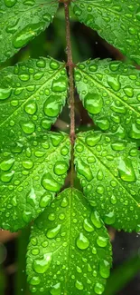 Close-up of green leaves with dew drops, showcasing natural beauty.