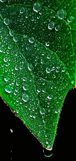 Close-up of a green leaf with dew drops.