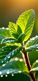 A vibrant green leaf with dewdrops against a blurred green background.