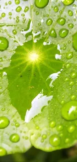 Fresh green leaf with dewdrops under sunlight.