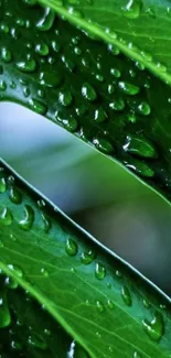 Vibrant green leaf with dewdrops in a close-up view.