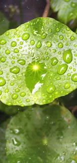 Close-up of a green leaf with dewdrops highlighting nature's beauty.