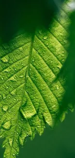 Close-up of a green leaf with water droplets.