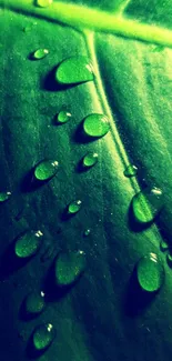 Vibrant green leaf with raindrops wallpaper for mobile devices.