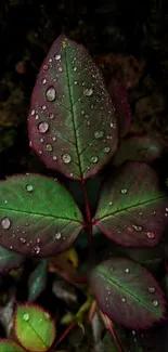 Close-up of a vibrant green leaf with raindrops on a dark background.