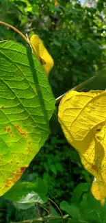 Vibrant green and yellow leaves in sunlight mobile wallpaper.