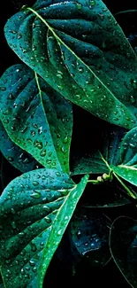 Close-up of vibrant green leaves with dew drops.