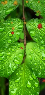 Green leaves with dewdrops and red autumn highlights.