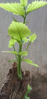 Bright green leafy plant growing from wood against textured wall.