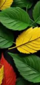 Vibrant leaves in green, yellow, and red hues
