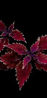 Magenta leaves on a black background wallpaper.