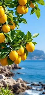 Yellow lemons hang over a scenic coastal ocean view.