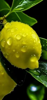 Close-up of fresh lemons with water droplets and green leaves.