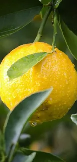 Vibrant lemon hanging on a tree with dewdrops on its surface.