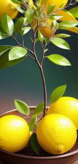 Potted lemon plant with vivid yellow fruits and lush green leaves.