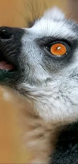 Close-up of a lemur with vibrant orange eyes against a soft background.