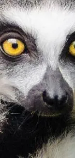 Closeup of a lemur with striking yellow eyes.