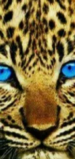 Leopard face with striking blue eyes in high detail mobile wallpaper.