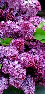 Lilac flowers with lush green leaves creating a vibrant floral display.