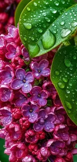 Vibrant lilac flowers with dewy green leaves on a smartphone wallpaper.