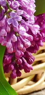 Lilac flower with purple petals and green leaves in close-up view.