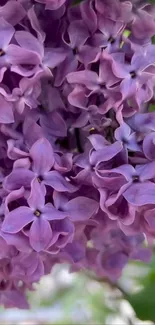 Close-up of vibrant lilac flowers in full bloom against a lush green backdrop.