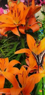 Orange lilies with a butterfly in a sunlit garden setting.