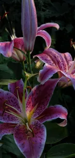 Vibrant pink and purple lilies against lush green foliage.