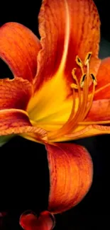 Vibrant orange lily flower on a black background.