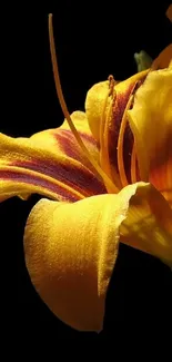 Vibrant lily flower with dark background.