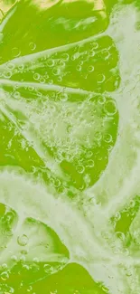 Vibrant lime slices with bubbles wallpaper.