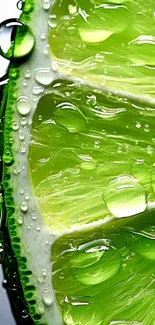 Close-up of a vibrant green lime slice with water droplets.