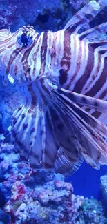 Close-up of a vibrant lionfish in a blue aquarium setting.