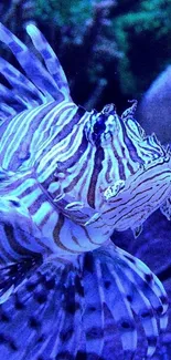 Vibrant lionfish swimming in a blue ocean.