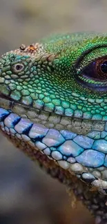 Close-up of a vibrant green lizard's textured scales.