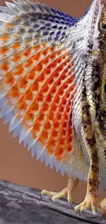 Vibrant lizard displaying colorful frill on a natural background.