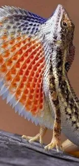 Colorful frilled lizard with vibrant orange and blue frill on display.